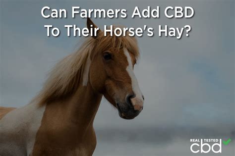 Hemp For Horses? — Can Farmers Add CBD To Their Horse’s Hay?